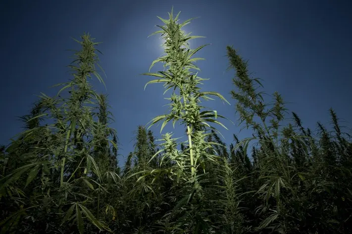 Delta 8 THC Flower: Crafting a Path to Optimal Health and Wellness